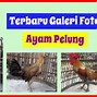 Harga Ayam Jago Umur 3 Bulan